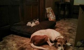 心甘情愿广场舞 心甘情愿广场舞