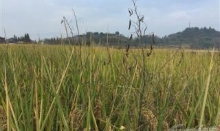 祖坟可以喷除草剂吗