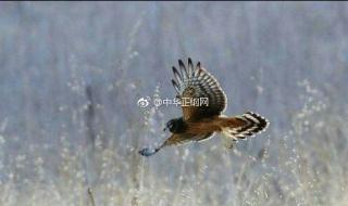 兔子窝边草下一句是什么 窝边草追着兔子跑