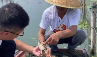 阳澄湖大闸蟹的开湖时间 阳澄湖开湖时间2021