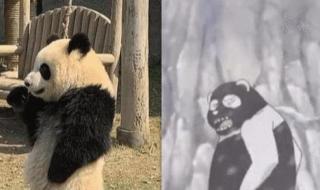 世界上唯一圈养的棕白大熊猫 白色大熊猫影像公开