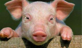 坐吃享福是什么动物